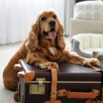 Les destinations dog friendly en Europe pour voyager avec son chien